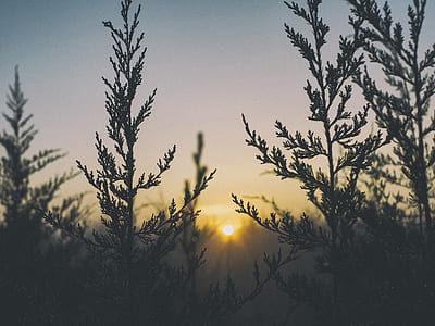 silhouette of tree thumbnail