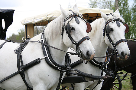 photo of white horse carriage thumbnail