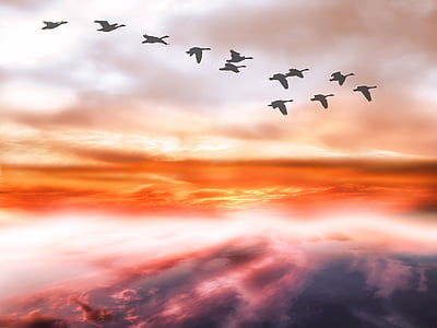 silhouette of birds flying during daytime thumbnail