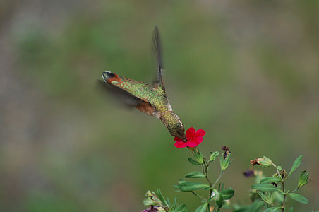 green and brown hummingbird near red flower selective-focus photography thumbnail