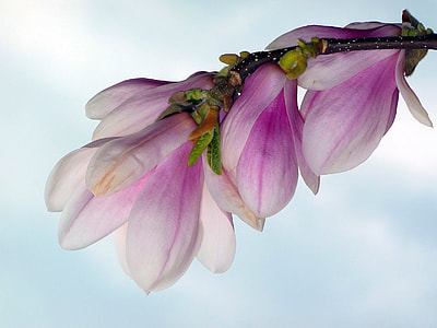 close up photo of white-and-purple petaled flowers thumbnail