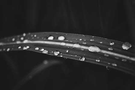 water drops on leaf thumbnail
