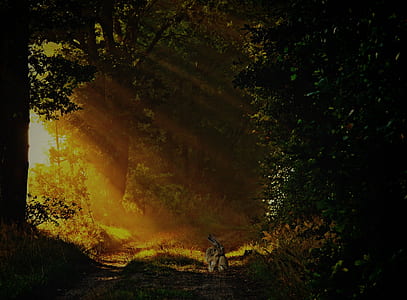 forest during sunrise thumbnail