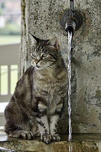 brown tabby cat near faucet thumbnail