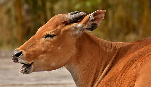brown cow during daytime thumbnail