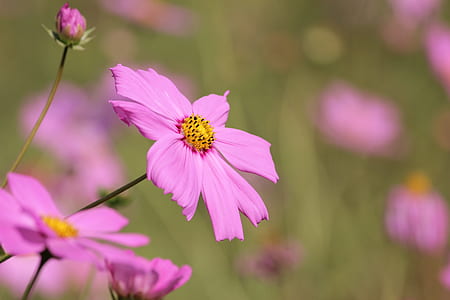 Pink Daisy Flower Selective Photography thumbnail