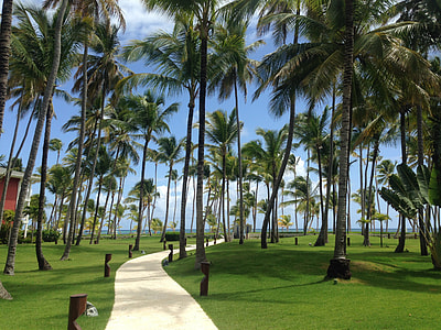 Palm Trees, Caribbean thumbnail