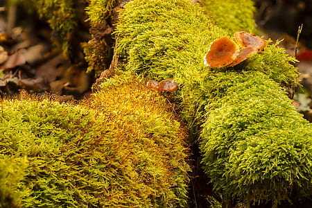 photo of green plants thumbnail