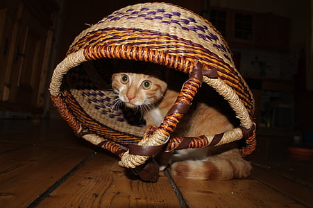 orange tabby kitten in brown wicker basket thumbnail