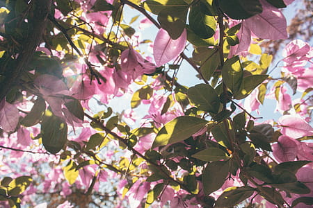 Low-angle Photography of Pink Petaled Flowers at Daytime thumbnail