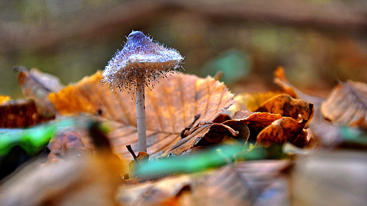 white and purple mushroom on brown dry leaves thumbnail