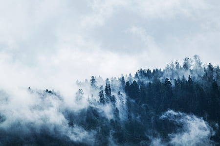 Green Pine Trees Covered With Fogs Under White Sky during Daytime thumbnail