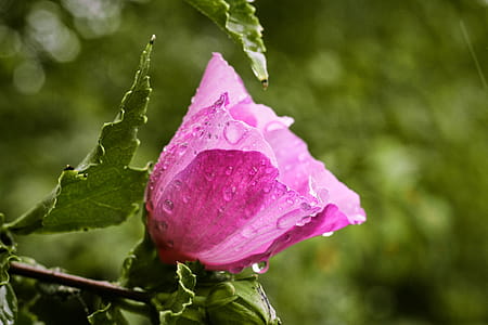 Closeup Photo of Pink Petaled Flower thumbnail