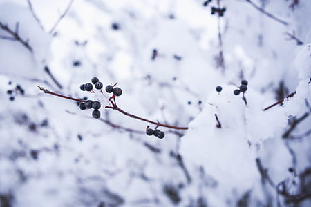 selective focus photography of black plant covered by snow thumbnail