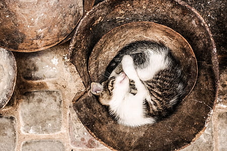 brown tabby cat on brown coconut husk thumbnail