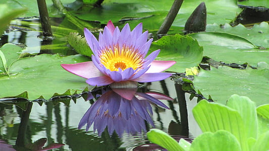 close-up photo of lotus plant on body of water thumbnail