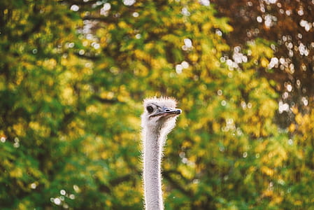selective focus photography of ostrich thumbnail