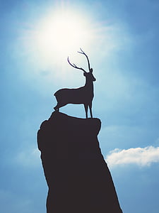 stag on top of rock formation during daytime thumbnail