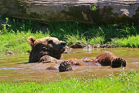two brown bears on body of water during daytime thumbnail