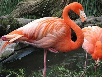 orange flamingo on body of water thumbnail