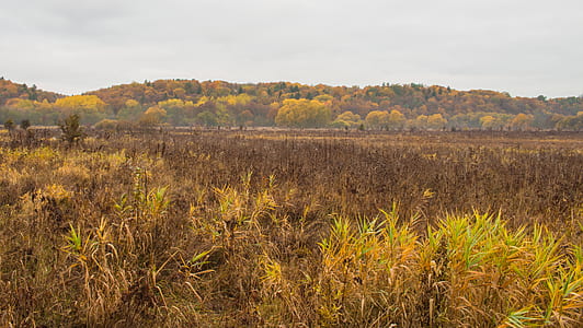 landscape, nature, sky, field thumbnail