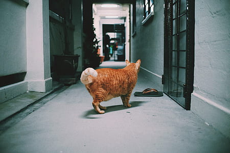 orange tabby cat in hallway thumbnail