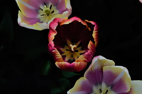pink and white flower plant thumbnail