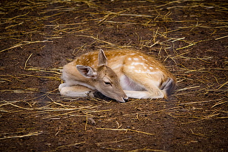 brown deer fawn on ground thumbnail