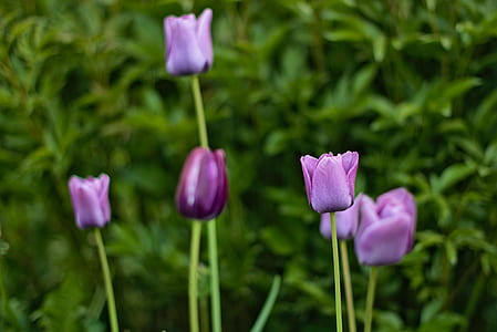 shallow focus photography of purple flowers thumbnail