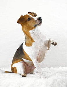 tricolor Jack Russell Terrier sitting on white mat thumbnail