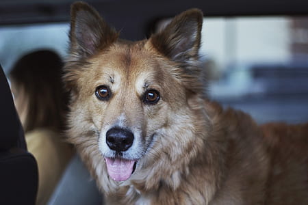 closeup view of dog thumbnail