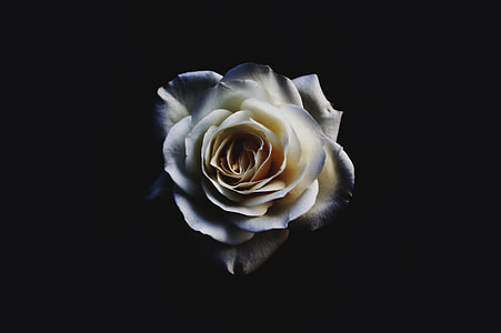 macro photo of white rose thumbnail