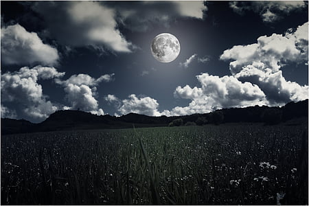 field of grass under tje moon thumbnail