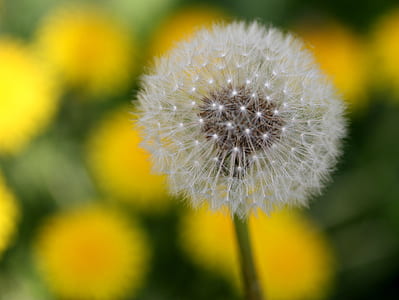 selective focus photography of white dandelion thumbnail