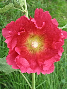 Dark Pink Hollyhock thumbnail