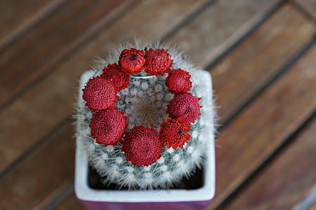red petaled flowers and white cactus in selective focus photography thumbnail
