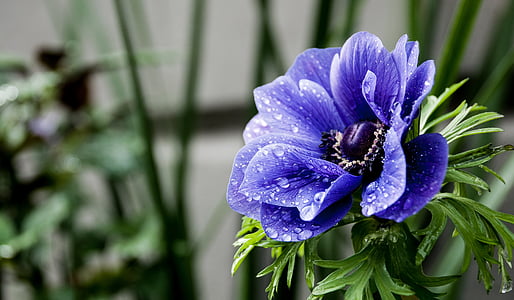 focus photo of blue flower thumbnail