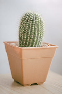 plant, pot, blur, cactus thumbnail