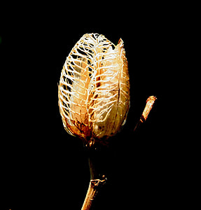 Daylily Seedpod, Loculicidal Capsule thumbnail