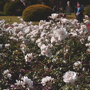 Selective Focus Photography of White Roses thumbnail