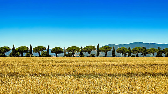 green leafed trees on farm thumbnail