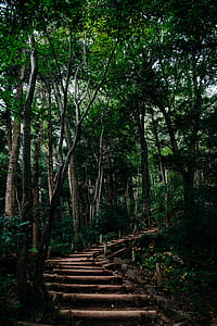 pathway leading towards above inside a forest thumbnail