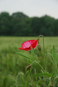Fields Poppies, Early Summer thumbnail