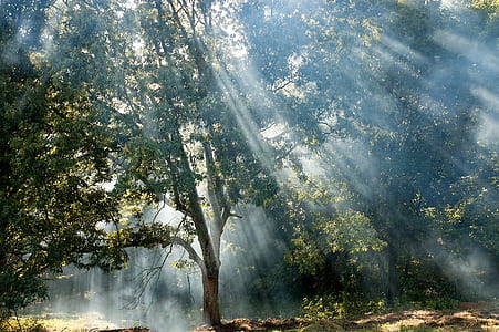 tall green leafed tree with sun rays thumbnail