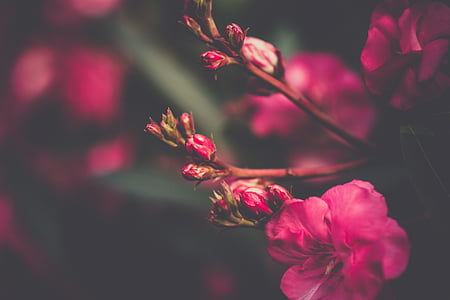 closeup photography of pink rose flowers thumbnail