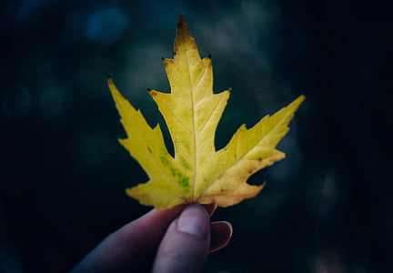 person holding yellow maple leaf thumbnail