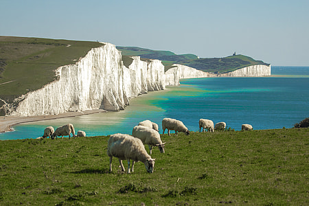 herd of sheep on green grass field near on body of water during daytime thumbnail