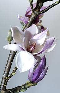 white and purple orchid thumbnail