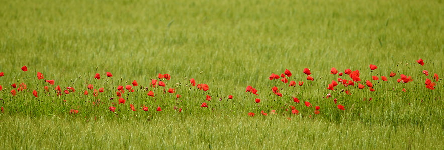 red flowers on grass field thumbnail