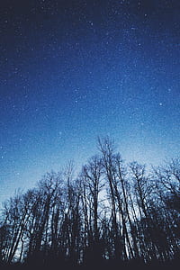 worm's-eye view of bare trees thumbnail